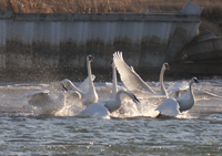 Trumpeter Swans 1094